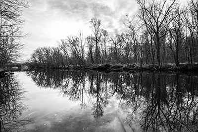 Black and White Clear Water Trees